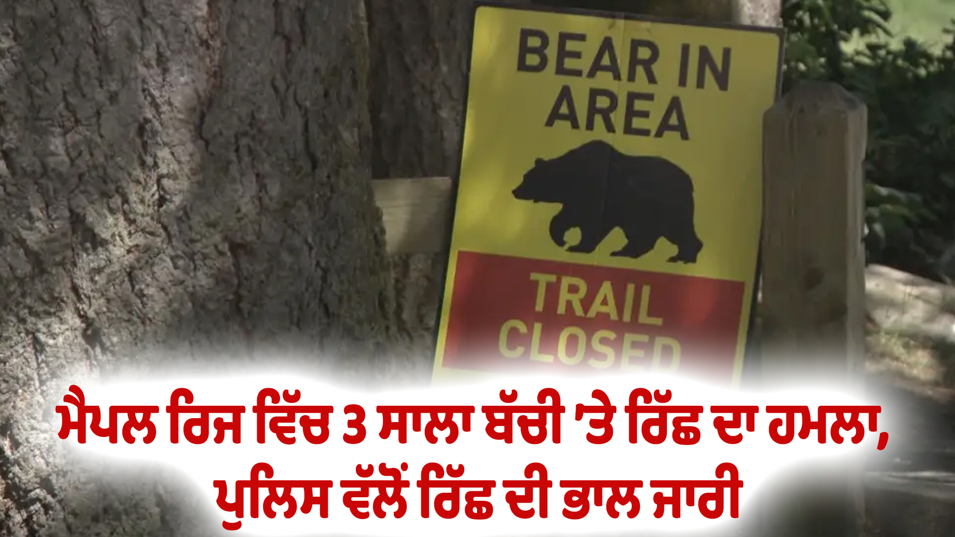 ਮੈਪਲ ਰਿਜ ਵਿੱਚ 3 ਸਾਲਾ ਬੱਚੀ ’ਤੇ ਰਿੱਛ ਦਾ ਹਮਲਾ, ਪੁਲਿਸ ਵੱਲੋਂ ਰਿੱਛ ਦੀ ਭਾਲ ਜਾਰੀ