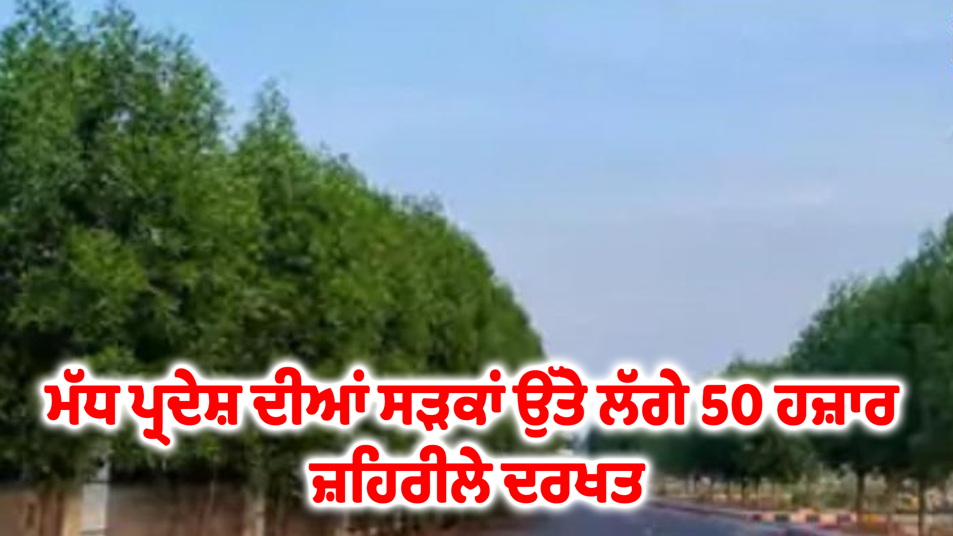 ਮੱਧ ਪ੍ਰਦੇਸ਼ ਦੀਆਂ ਸੜਕਾਂ ਉੱਤੇ ਲੱਗੇ 50 ਹਜ਼ਾਰ ਜ਼ਹਿਰੀਲੇ ਦਰਖਤ