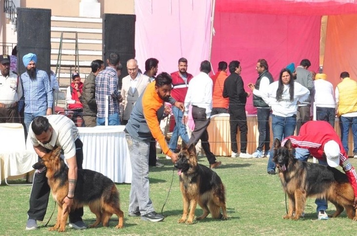 ਪਟਿਆਲਾ ਕੈਨਲ ਕਲੱਬ ਦੇ 64ਵੇਂ ਤੇ 65ਵੇਂ ਆਲ ਬਰੀਡ ਚੈਂਪੀਅਨਸ਼ਿਪ ਡੌਗ ਸ਼ੋਅ ਨੇ ਲੁੱਟਿਆ ਮੇਲਾ