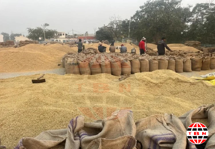 ਹੜ੍ਹਾਂ ਕਾਰਨ ਪੰਜ ਲੱਖ ਏਕੜ ਫਸਲਾਂ ਨੂੰ ਪਹੁੰਚਿਆ ਨੁਕਸਾਨ, ਜਾਣੋ ਵੇਰਵਾ