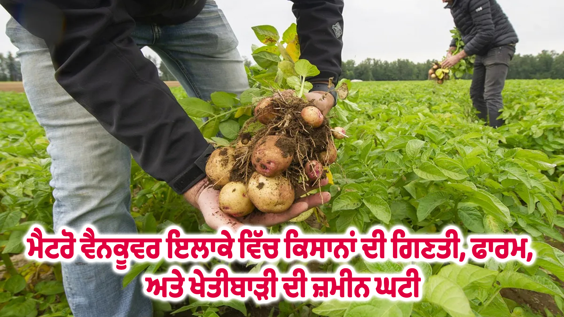 ਮੈਟਰੋ ਵੈਨਕੂਵਰ ਇਲਾਕੇ ਵਿੱਚ ਕਿਸਾਨਾਂ ਦੀ ਗਿਣਤੀ, ਫਾਰਮ, ਅਤੇ ਖੇਤੀਬਾੜੀ ਦੀ ਜ਼ਮੀਨ ਘਟੀ