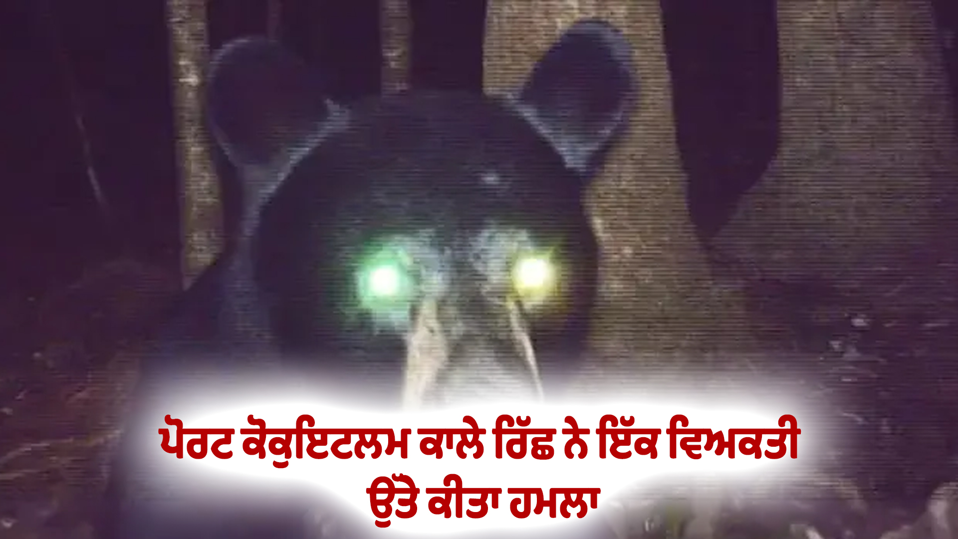 ਪੋਰਟ ਕੋਕੁਇਟਲਮ ਕਾਲੇ ਰਿੱਛ ਨੇ ਇੱਕ ਵਿਅਕਤੀ ਉੱਤੇ ਕੀਤਾ ਹਮਲਾ