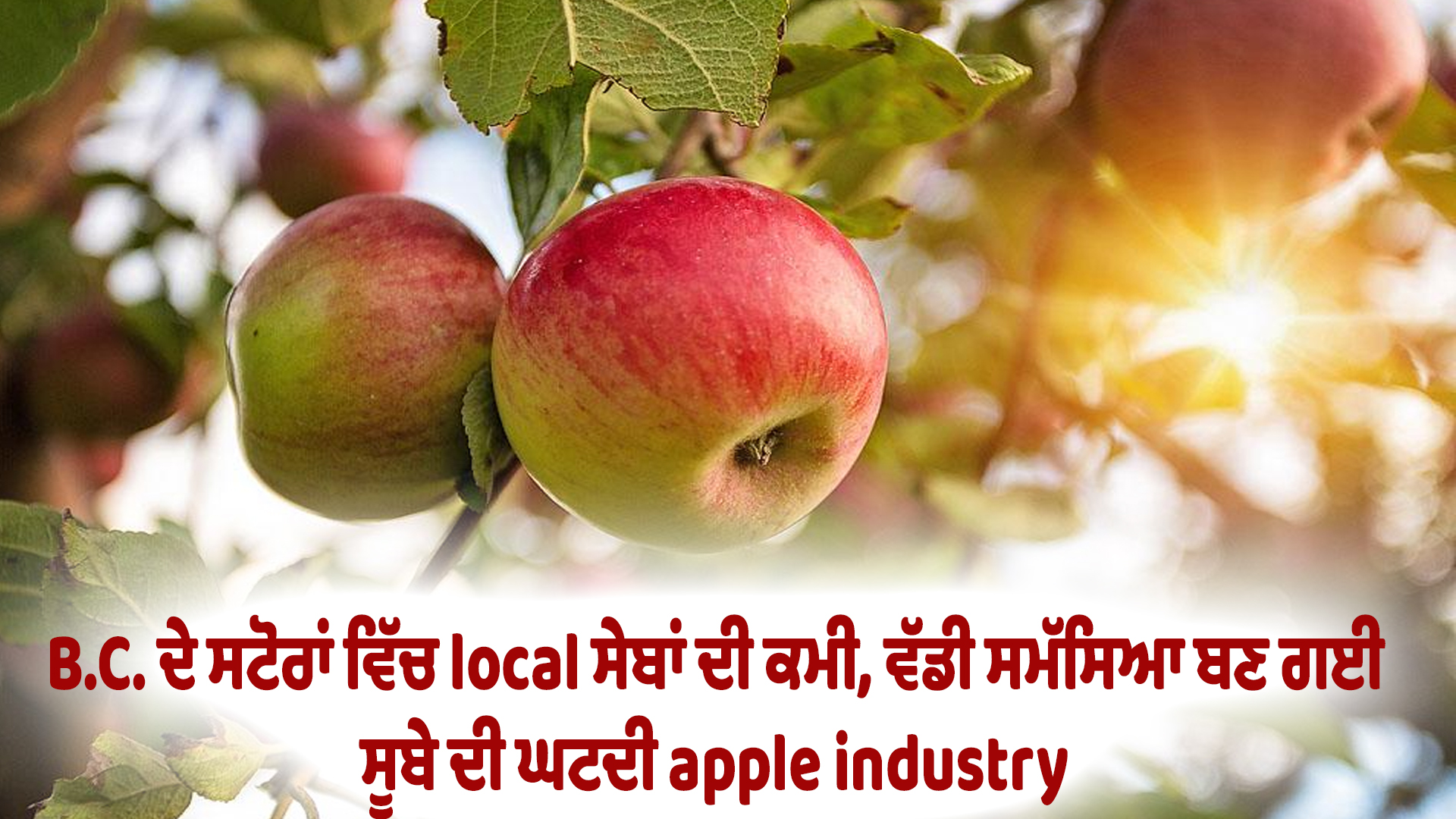 B.C. ਦੇ ਸਟੋਰਾਂ ਵਿੱਚ local ਸੇਬਾਂ ਦੀ ਕਮੀ, ਵੱਡੀ ਸਮੱਸਿਆ ਬਣ ਗਈ ਸੂਬੇ ਦੀ ਘਟਦੀ apple industry